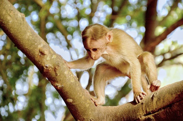 Albino-Monkey.net Travel Archives